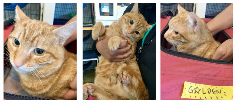 Three images of cats for adoption at Nine Lives Foundation