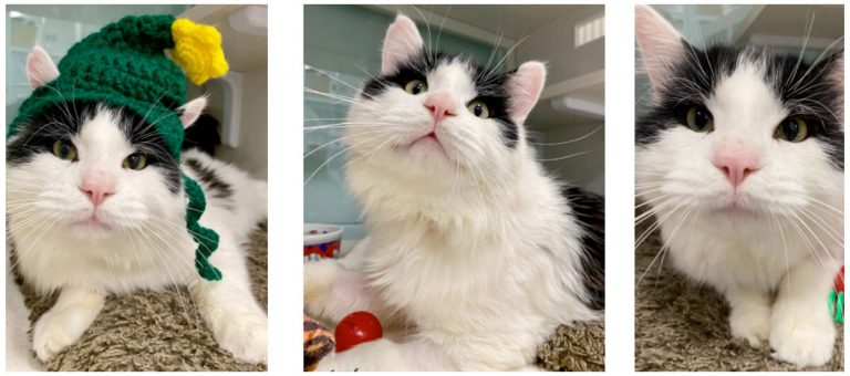 Three images of cats for adoption at Nine Lives Foundation