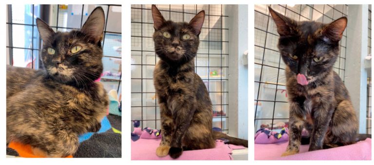 Three images of cats for adoption at Nine Lives Foundation