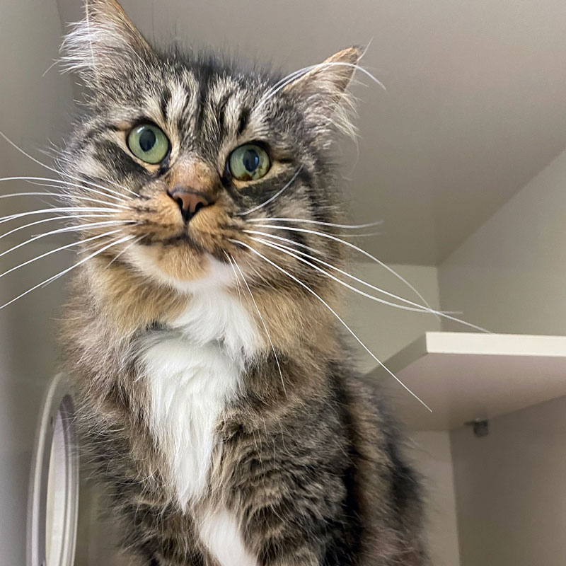 Nine Lives Foundation Cat Looking at Camera