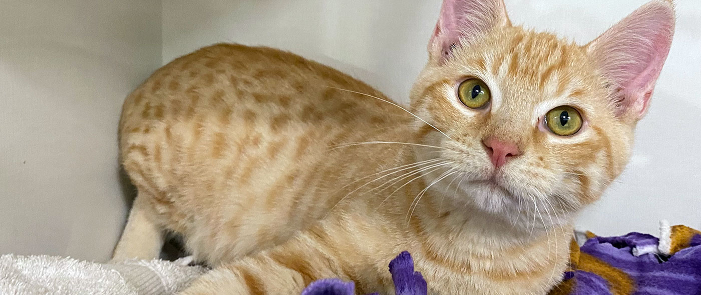 Nine Lives Foundation Cat