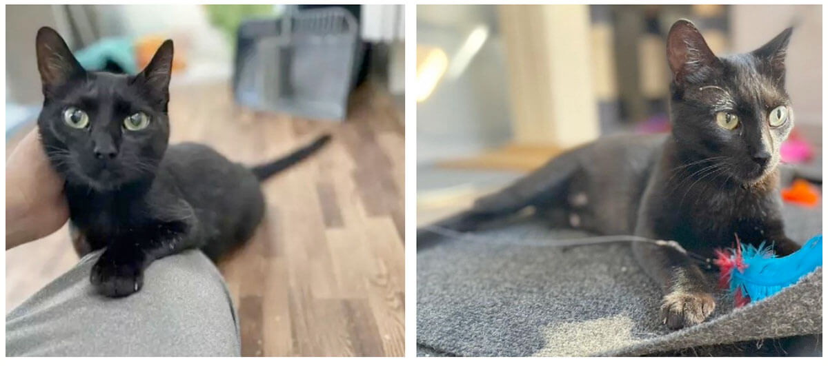 Nine Lives’ Next Top Model