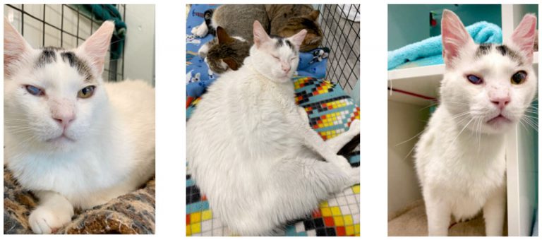 Three cat images from Cat Clinic San Francisco