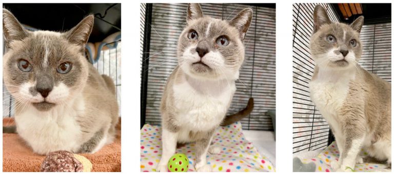 Three cat images from Cat Clinic San Francisco