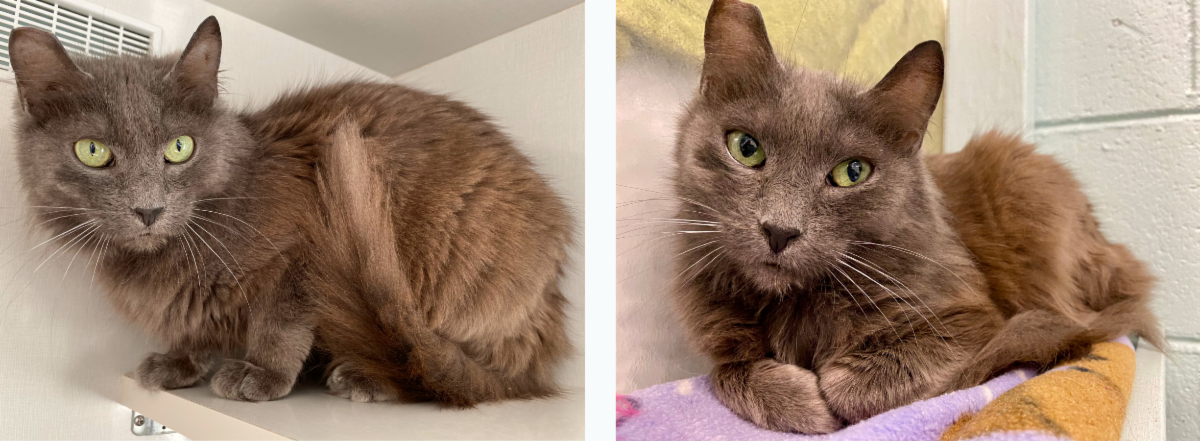 Mews News: November 2022