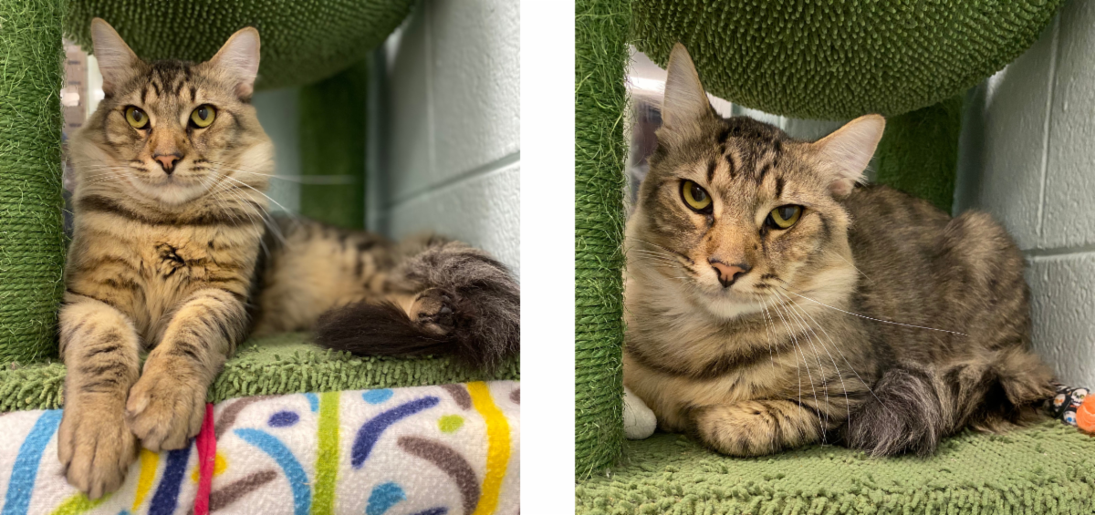 Mews News: December 2022