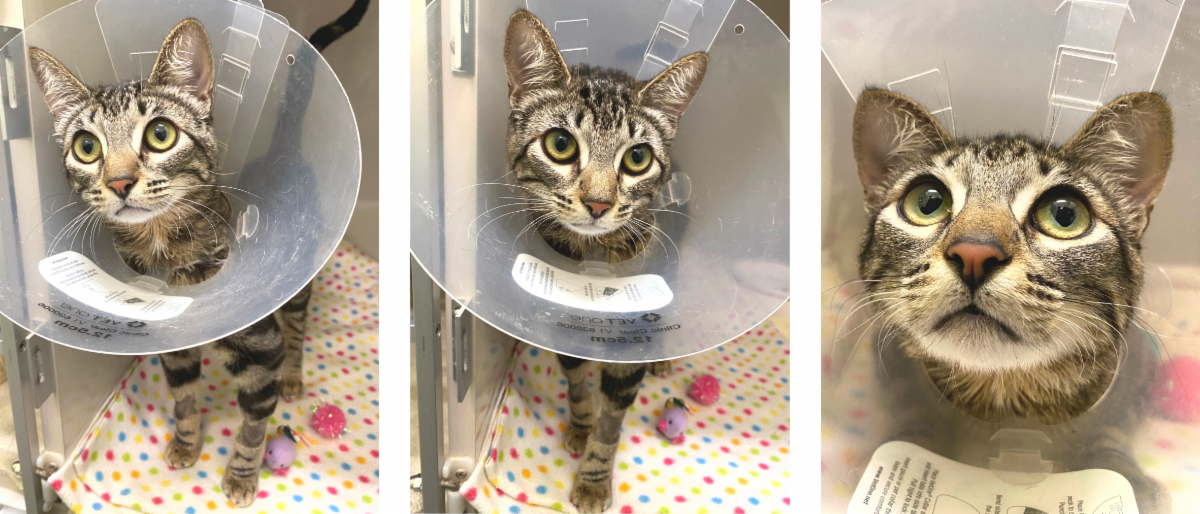 Mews News: January 2023