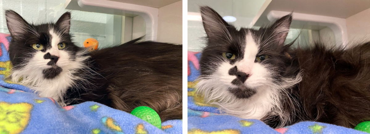 Mews News: Purrfectly Spring