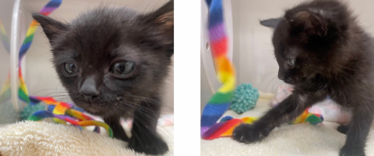 Mews News: When Life Gives You Lemons