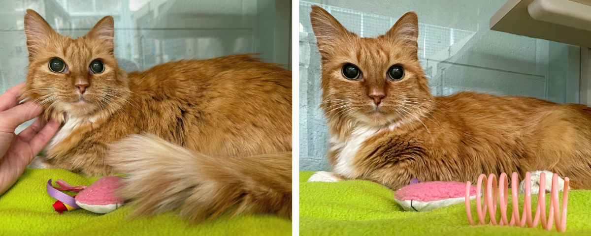 Mews News: Teeka’s Tale