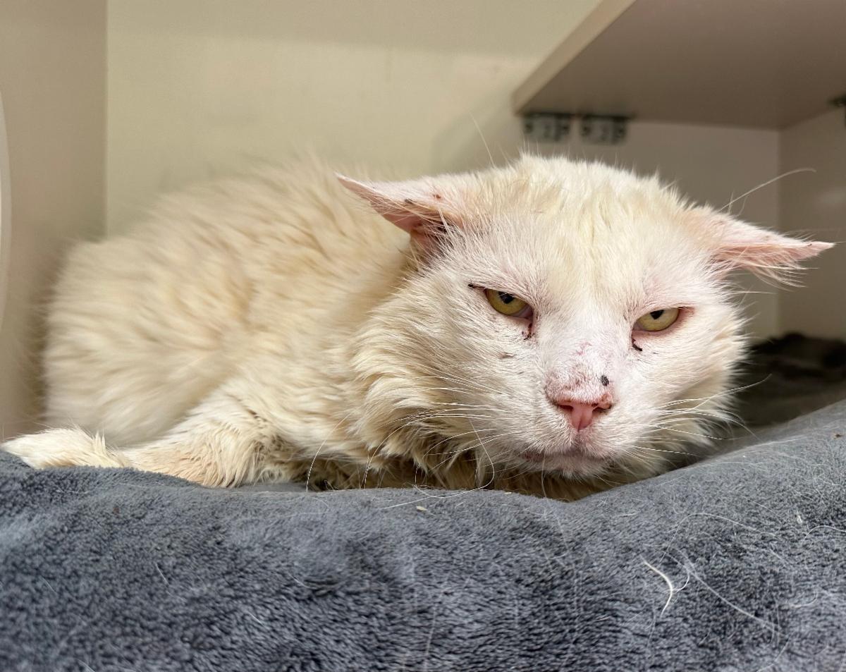 Mews News: Pride and Joy