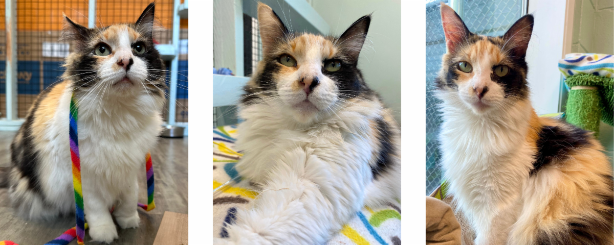 Mews News: Callie’s Second Chance