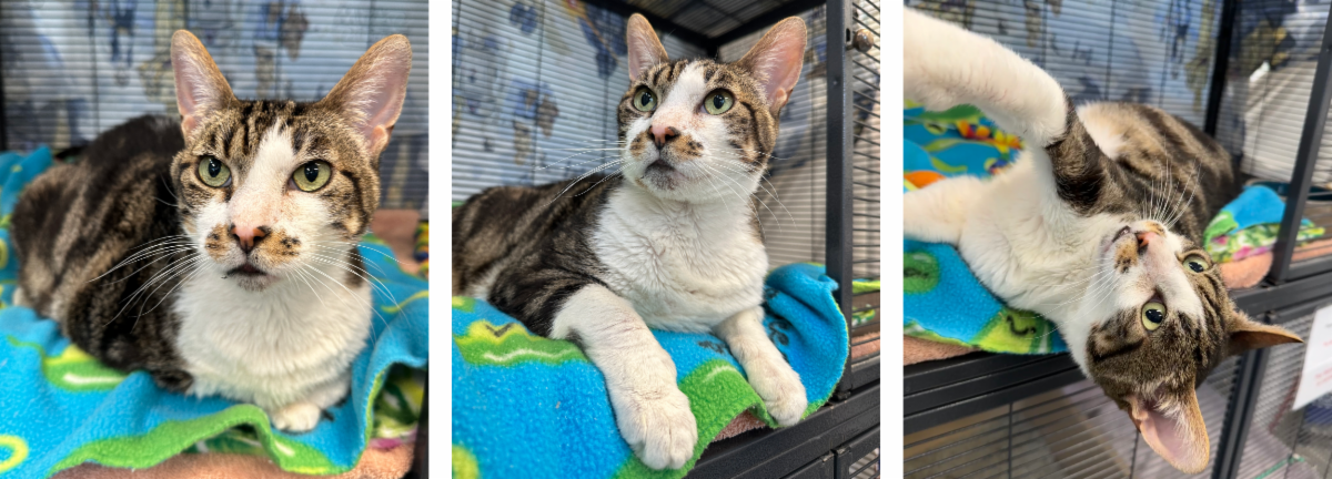 Mews News: Little One, Big Heart