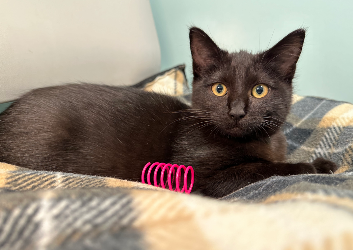 Mews News: Salem’s Sweet Spirit