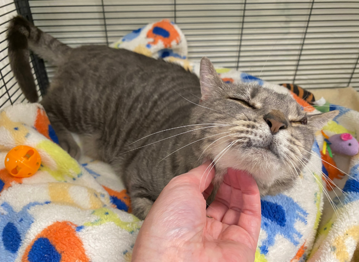 Mews News: Louis’ Lifeline