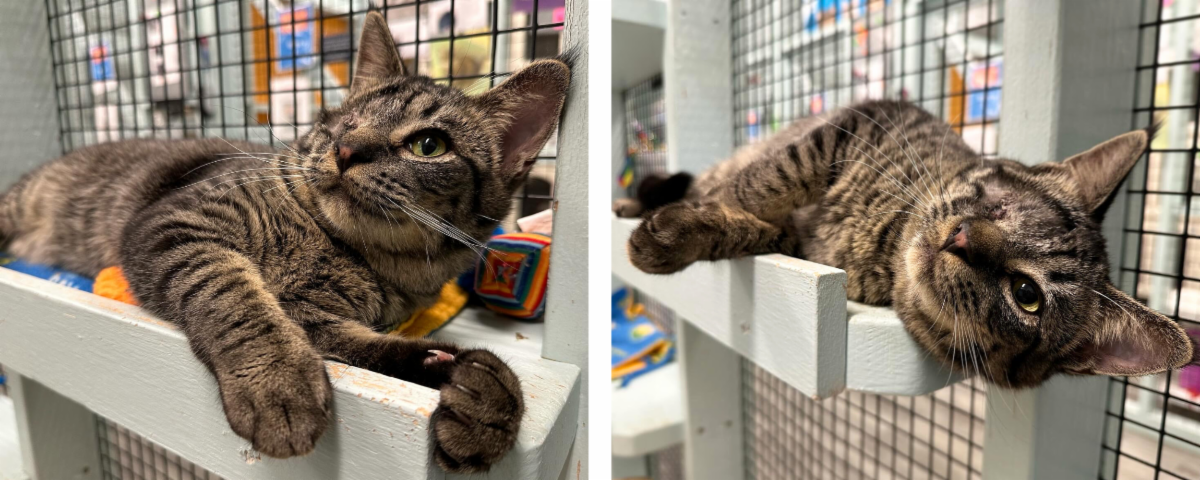 Mews News: Timmy’s Gift