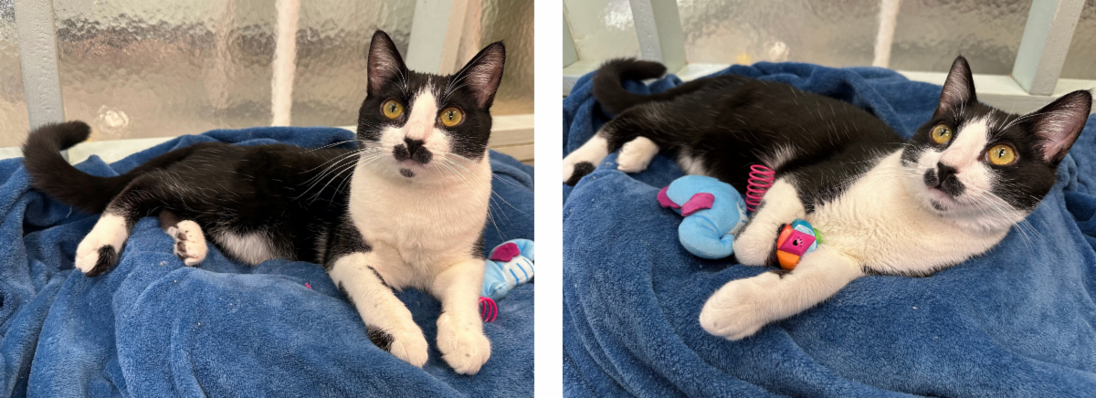 Mews News: Say Hello to Jackie O