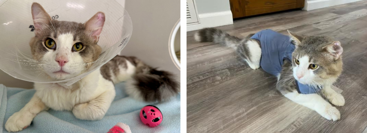 Mews News: Feline The Love