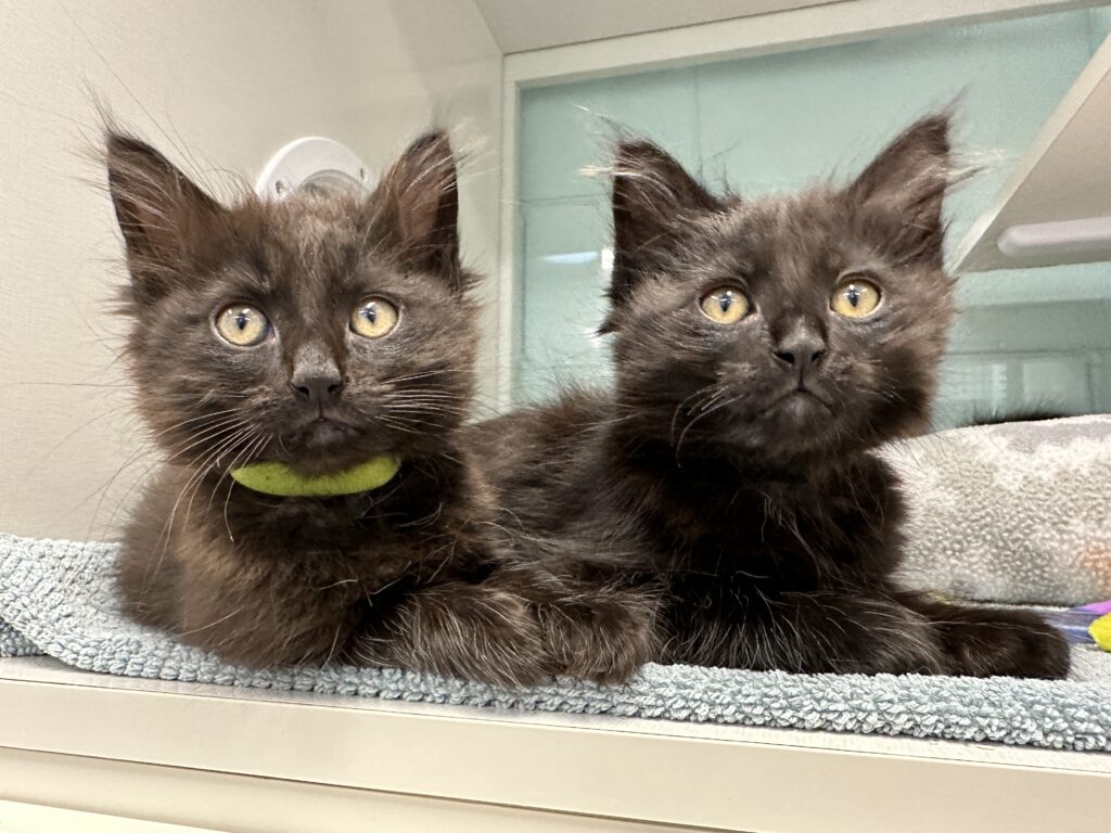 2 Grey Longhair