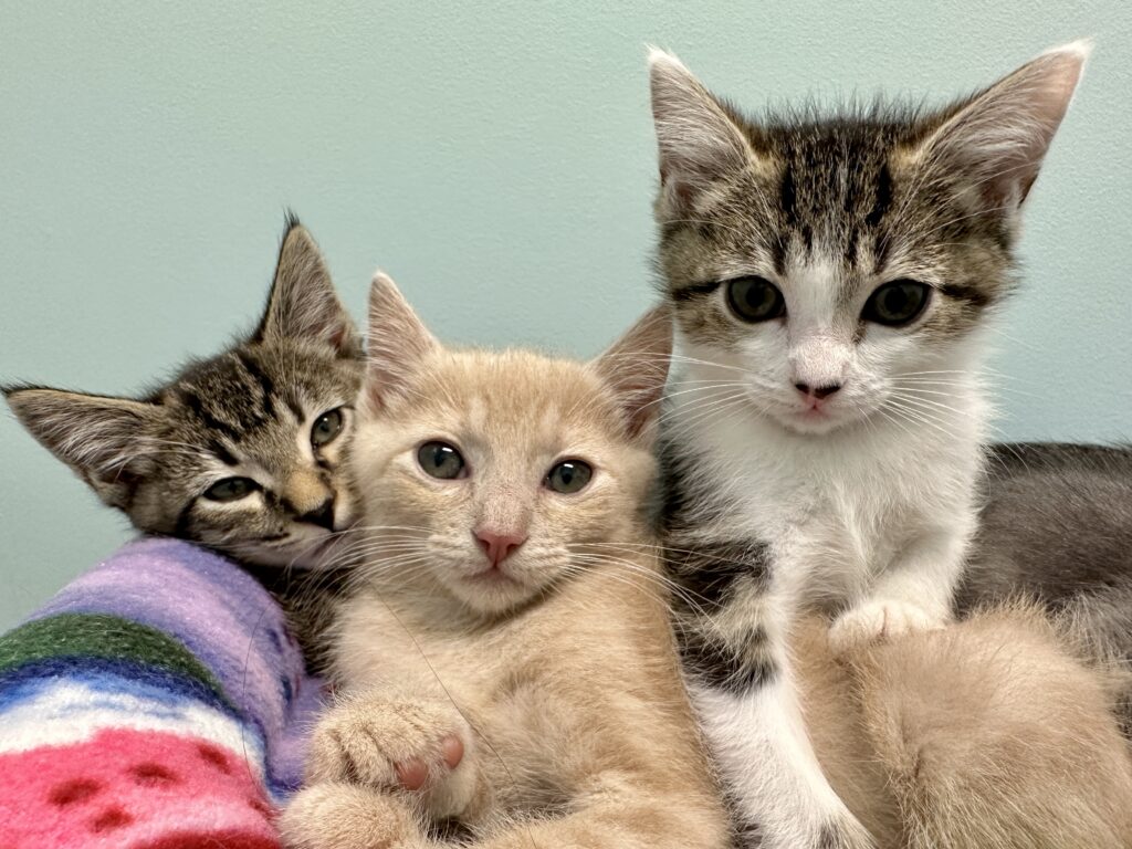 3 Babies