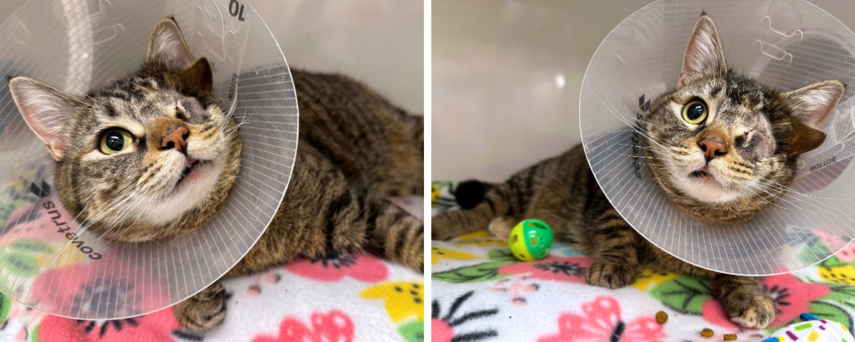 Mews News: Born This Way