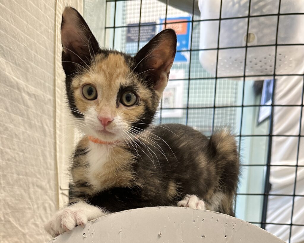 Big Ears