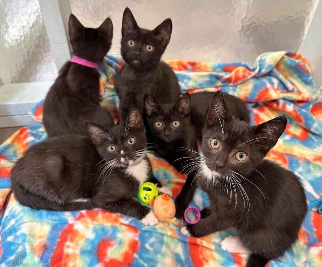 Black Kitty Litter