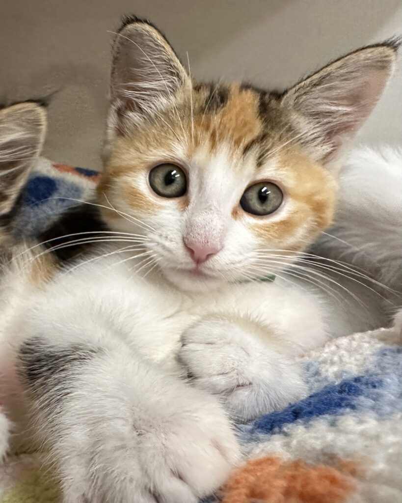 Sweet Big Eyes 2