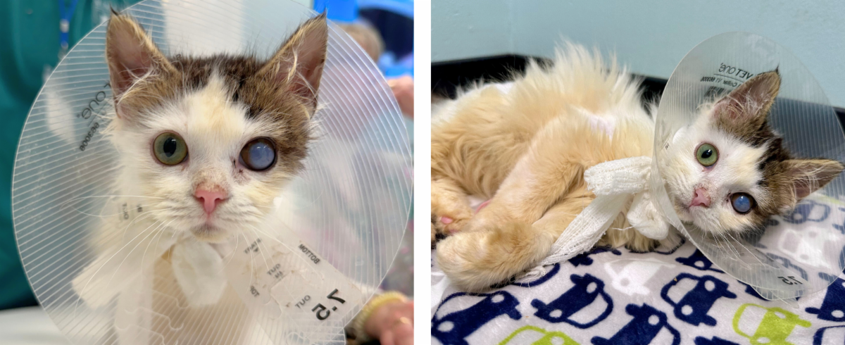 Mews News: A Vision of Hope