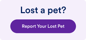 Button Lost Purple