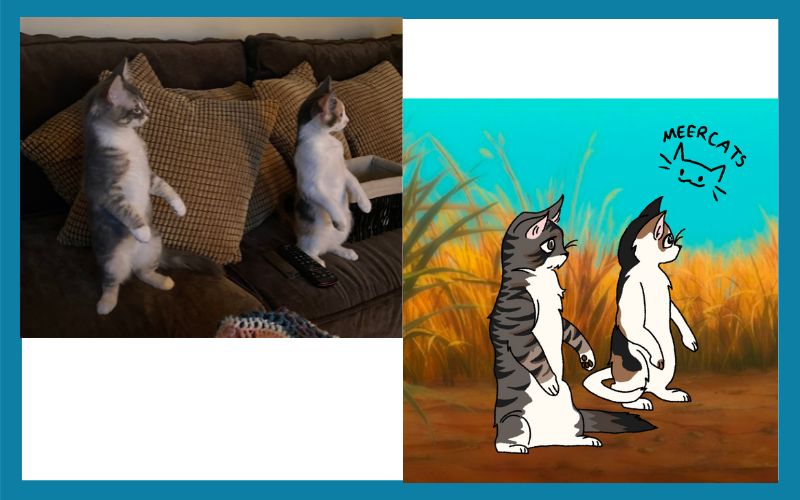 1009 501620 Meercats Combined