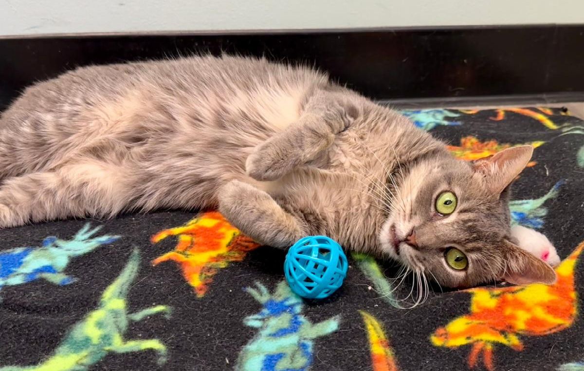 Mews News: From Struggle to Snuggles