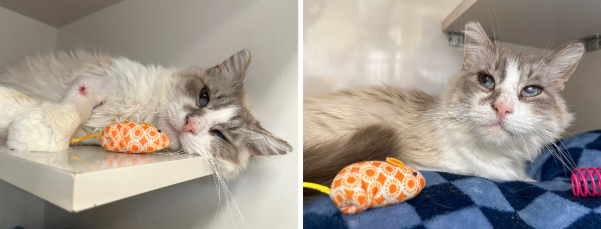 Mews News: Remi’s Road to Recovery