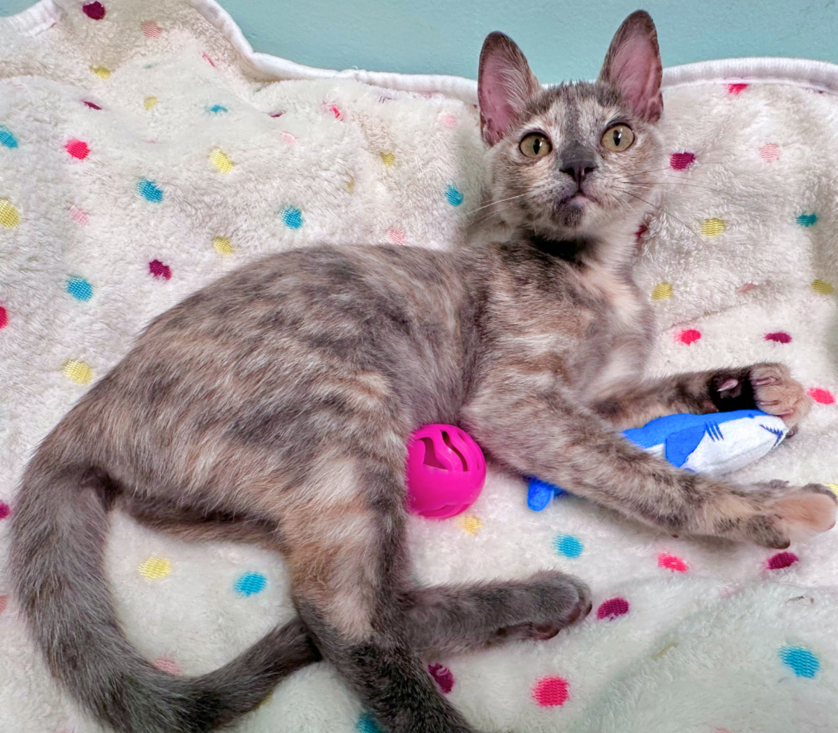 Mews News: Quinn, the Comeback Kid