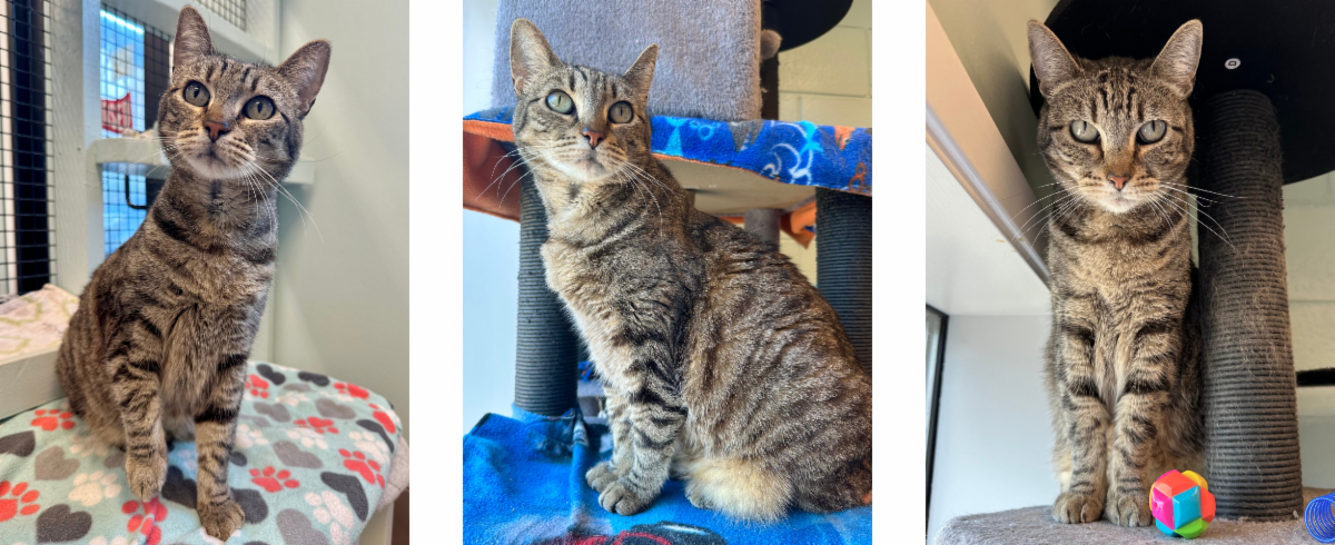 Mews News: Shmisty’s Moment