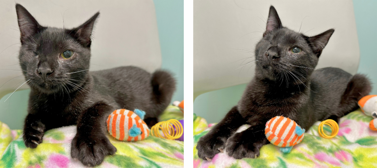 Mews News from Nine Lives