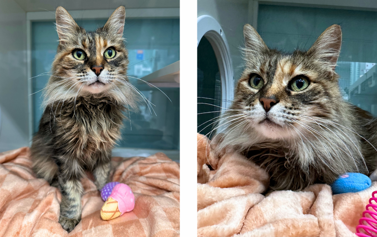 Mews News: Golden Years & Second Chances