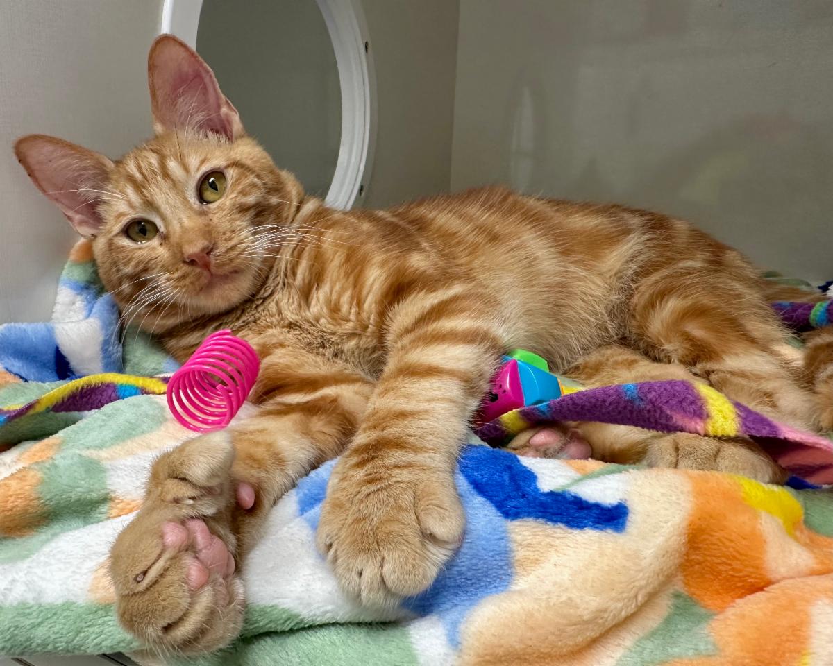Mews News: Extra Toes and a Big Heart