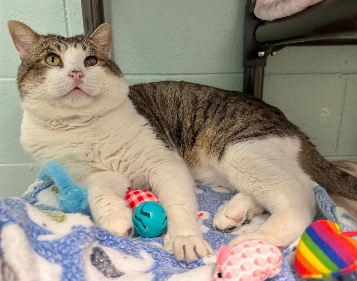 Mews News: Hugs and Smooches