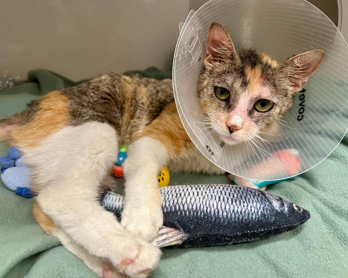 Mews News: Valentina’s Victory Lap