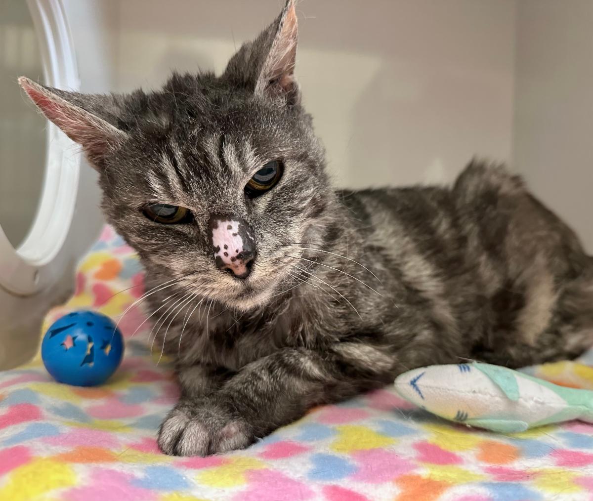 Mews News: Heartbreak and Hope