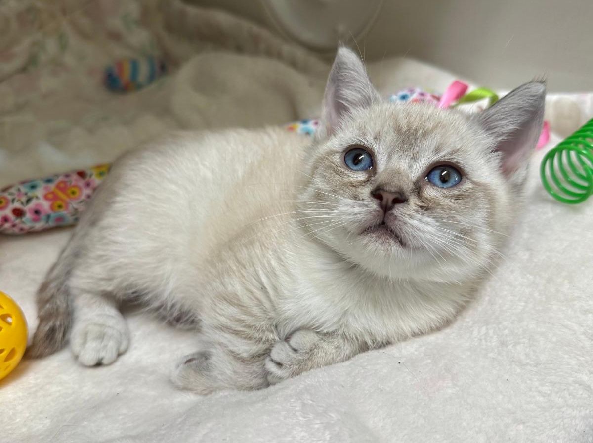 Mews News: The Future is Feline