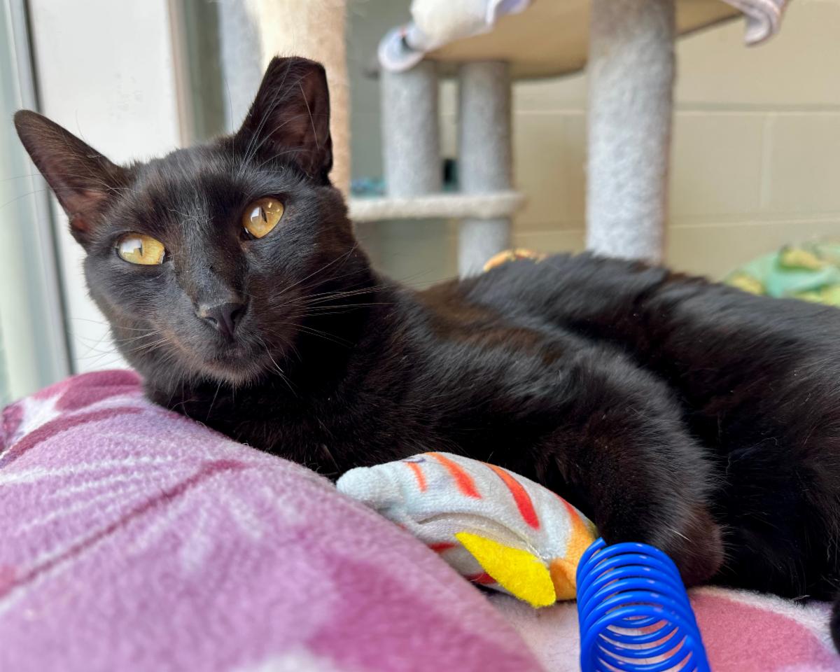 Mews News: When Treats Lead to Trust