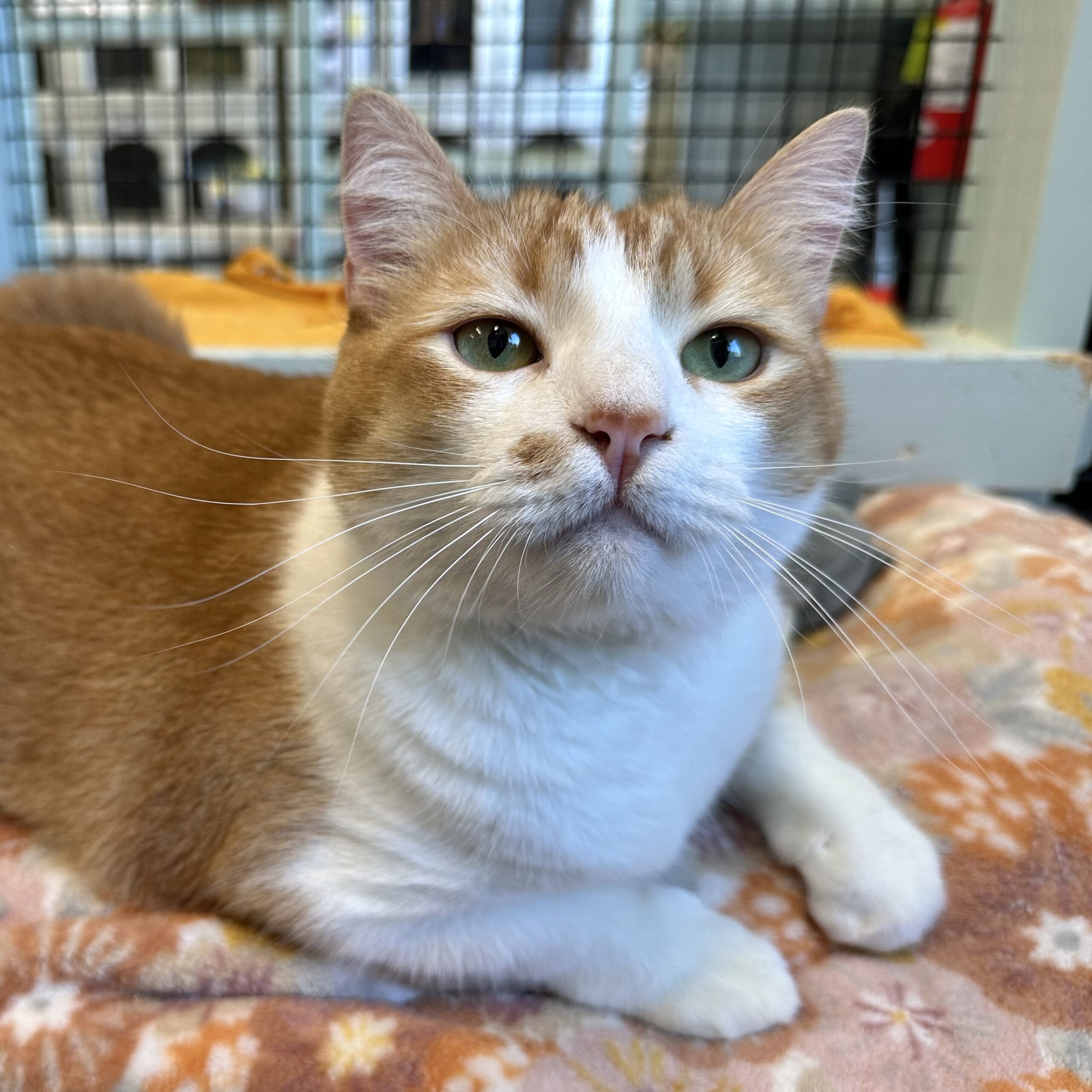 orange and white tabby