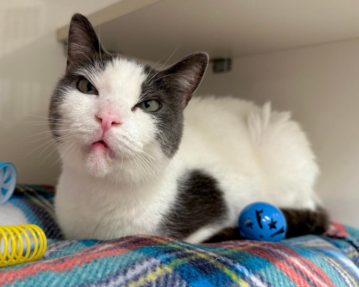 Mews News: Reina the Resilient Queen