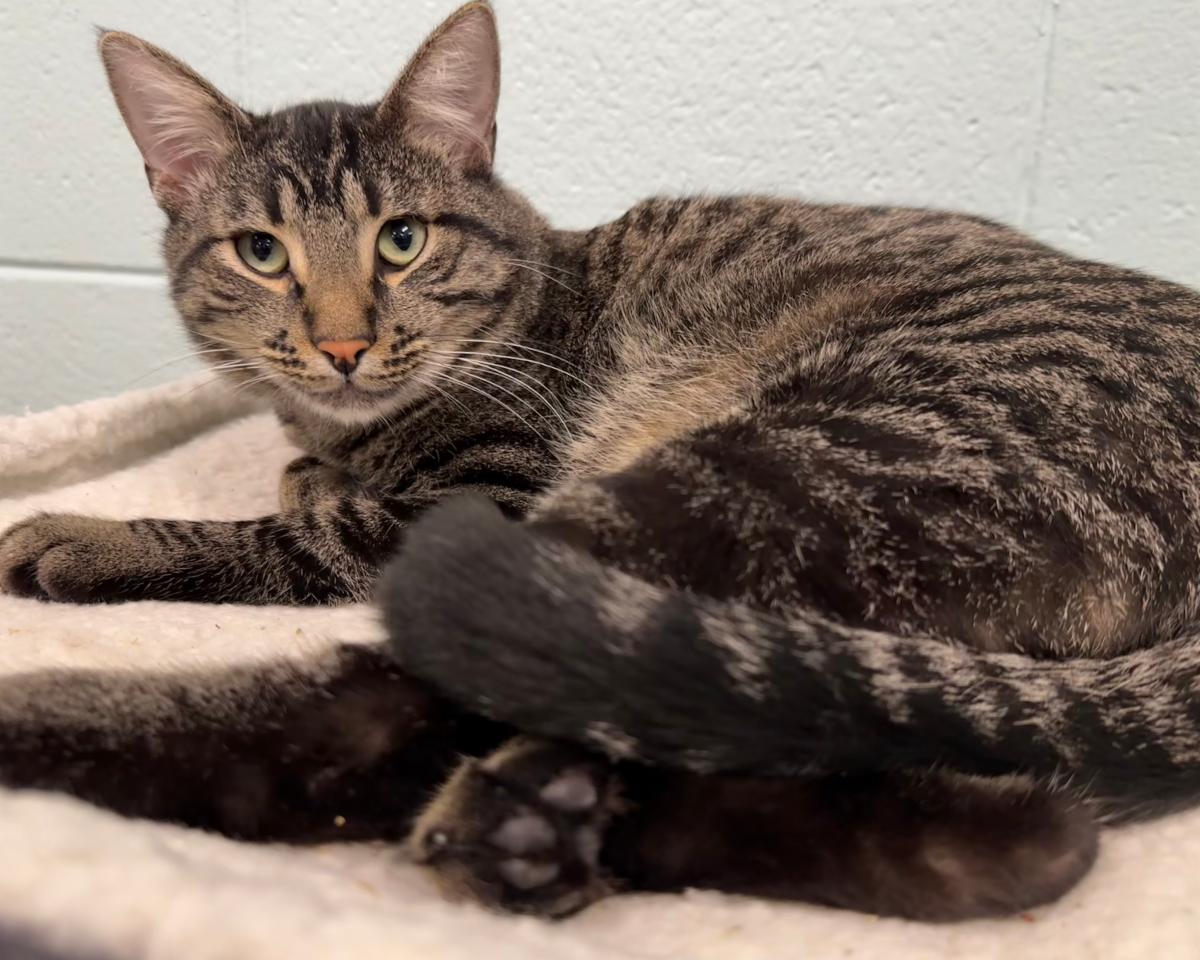 Mews News: From Stormy Seas