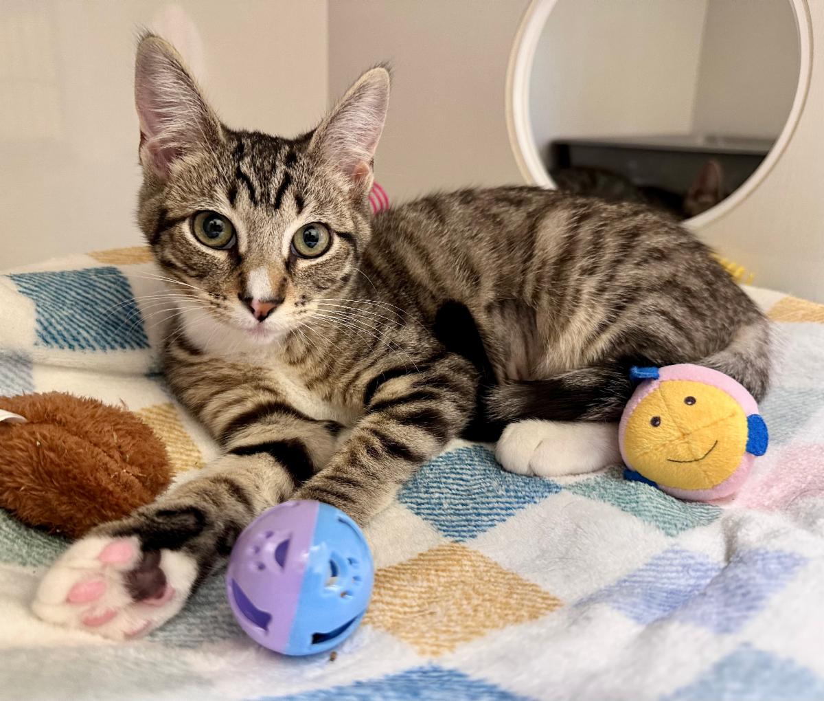 Mews News, August 2025: Future MVPs