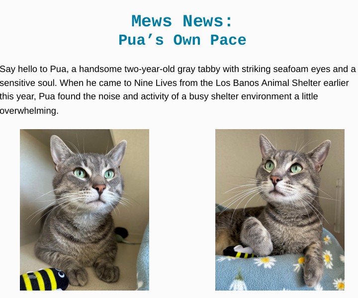 Mews News: May 2026 Pua’s Own Pace