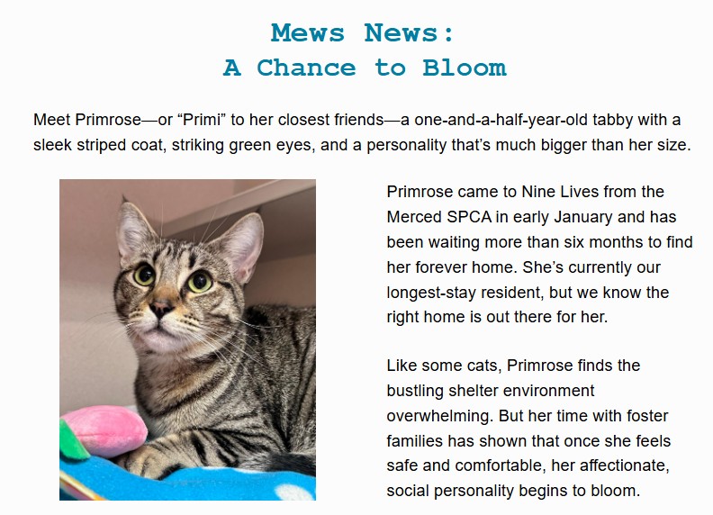 Mews News July 2026: A Chance to Bloom