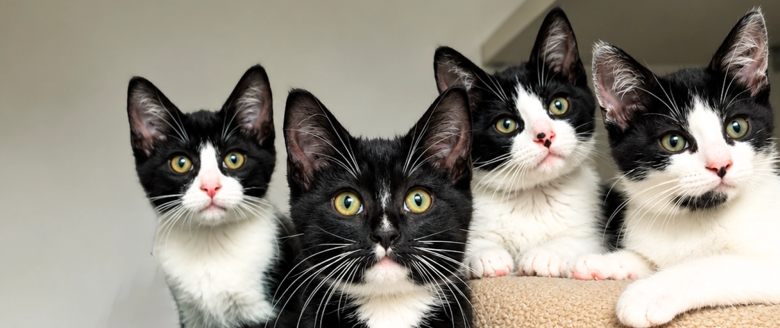 Cat club header